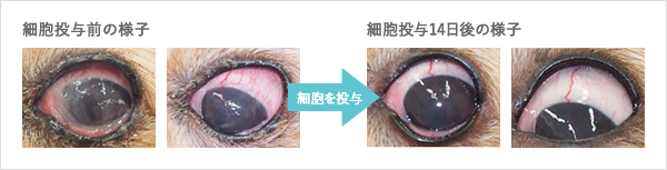 乾性角結膜炎（KCS）の治癒過程の様子